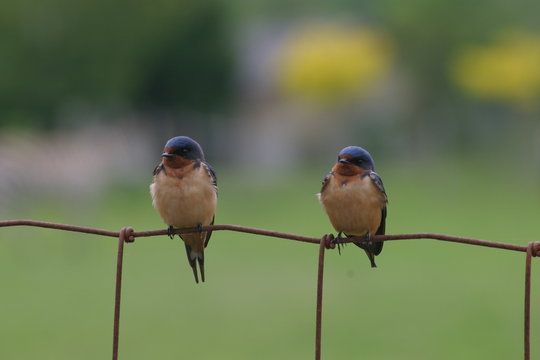 two swallows