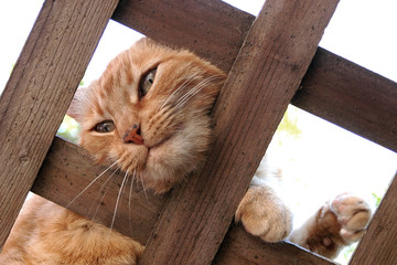 cat on a trellis 2