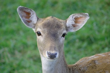 Fototapeta premium reh1