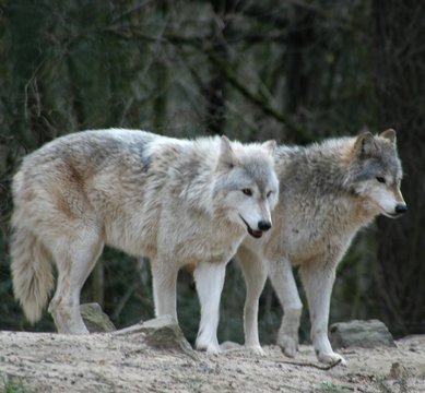 wolves