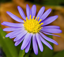 Obraz premium blue_daisy