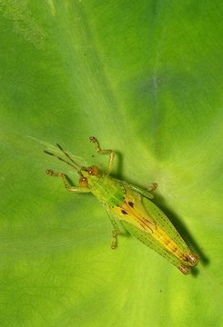 Grasshopper