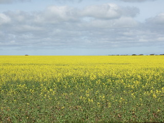Fototapeta premium blühende wiese