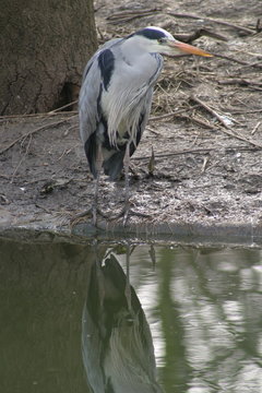 heron by the lake