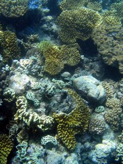 Naklejka na ściany i meble great barrier reef