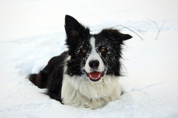 bonnie im schnee