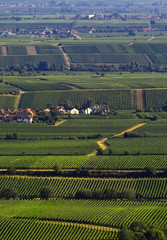 wineyards in summer