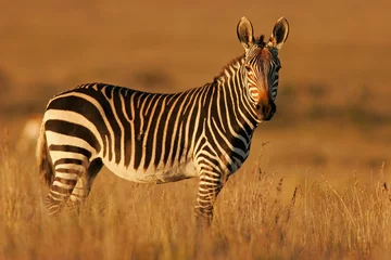 Tischdecke kapberg zebra © EcoView