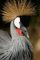 Fototapeta premium crowned crane