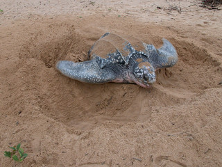 tortue luth