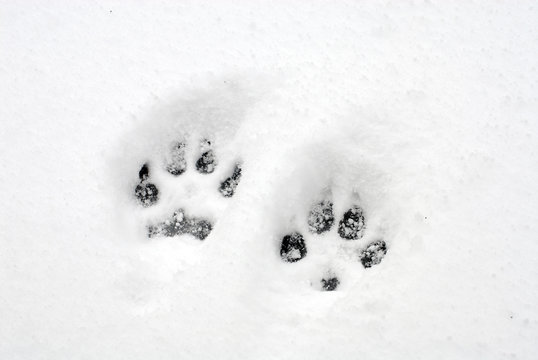 dog pawprints