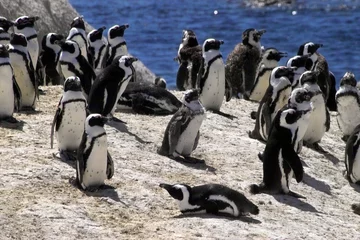 Papier Peint photo Lavable Afrique du Sud pinguine in südafrika