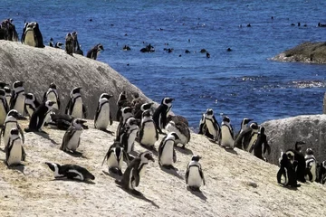 Crédence de cuisine en verre imprimé Afrique du Sud pinguine in südafrika