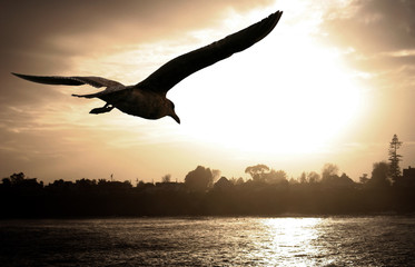 Fototapeta na wymiar mewa latające nad oceanem na zachodzie słońca