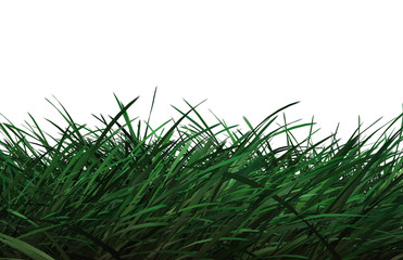 grass in white background