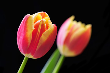 tulip close-up