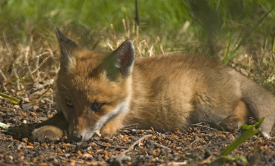foxy cub