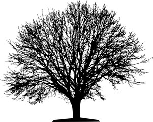tree (vector) - 455588