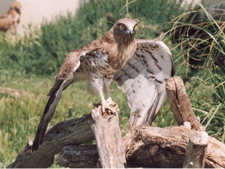 rapace aux ailes déployées