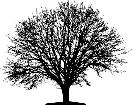 tree (vector)