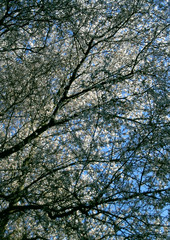 arbres