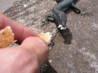 feeding lizzard