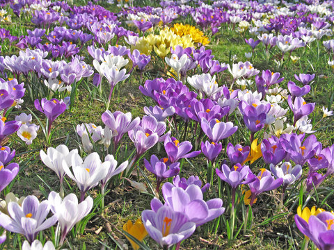 krokus wiese