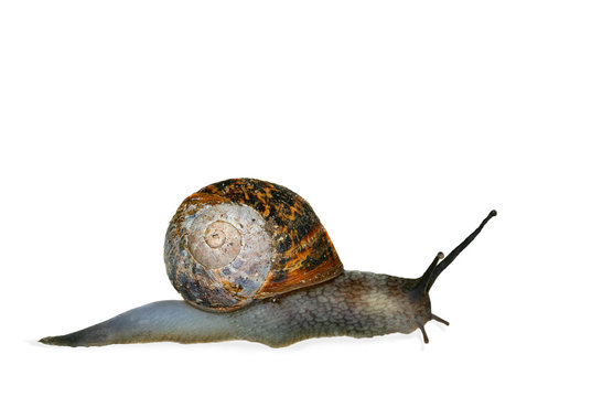 slithering snail