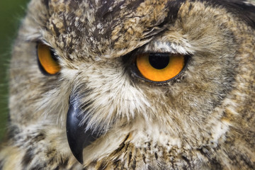grosse augen