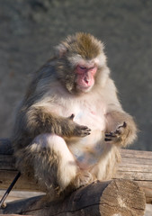 japanese macaque counting his fingers