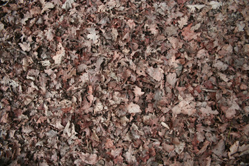 leaves and more leaves