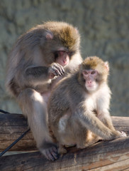 japanese macaques clean fur