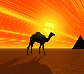 camel and pyramid