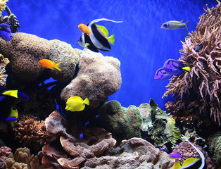 tropical fish