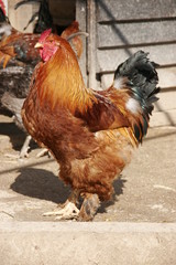 coq