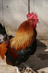 coq gaulois