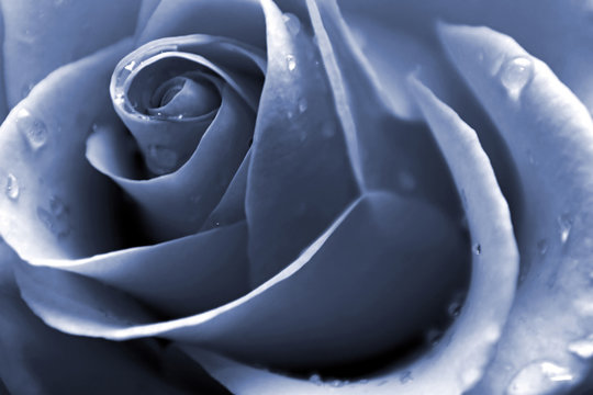 Fototapeta blue rose