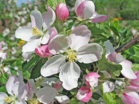 apfelbaum bl&uuml;ten