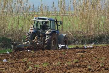 agriculture