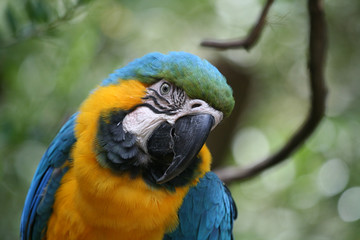 parrot