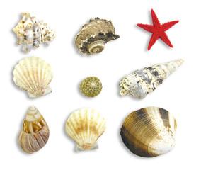 seashell design elements