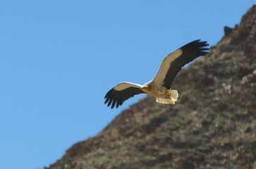 egyptian vulture flying in the mountain