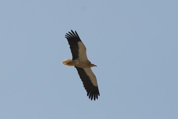 egyptian vulture - oman - 463517