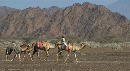 caravane de chameaux - oman