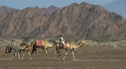 Crédence de cuisine en verre imprimé Chameau caravane de chameaux - oman