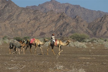 man and camels in oman