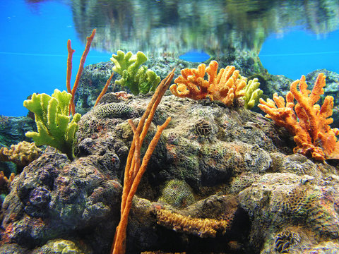 Fototapeta underwater reef