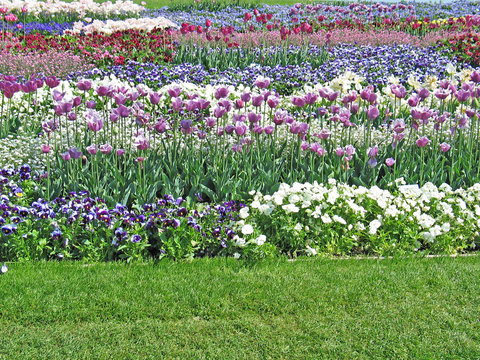blumen und wiese