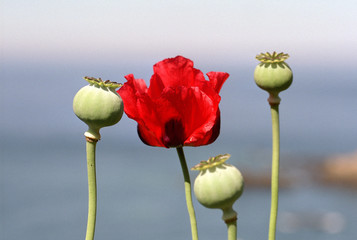 mohnblüte und mohnkapseln