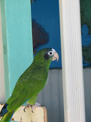 green parrot